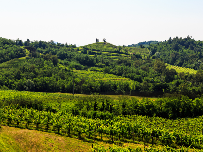 Vigneti e vendemmia in Friuli Venezia Giulia: tradizione e sapori da scoprire