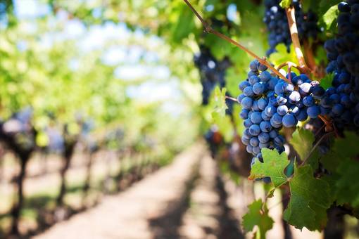 Strada del vino e dei sapori