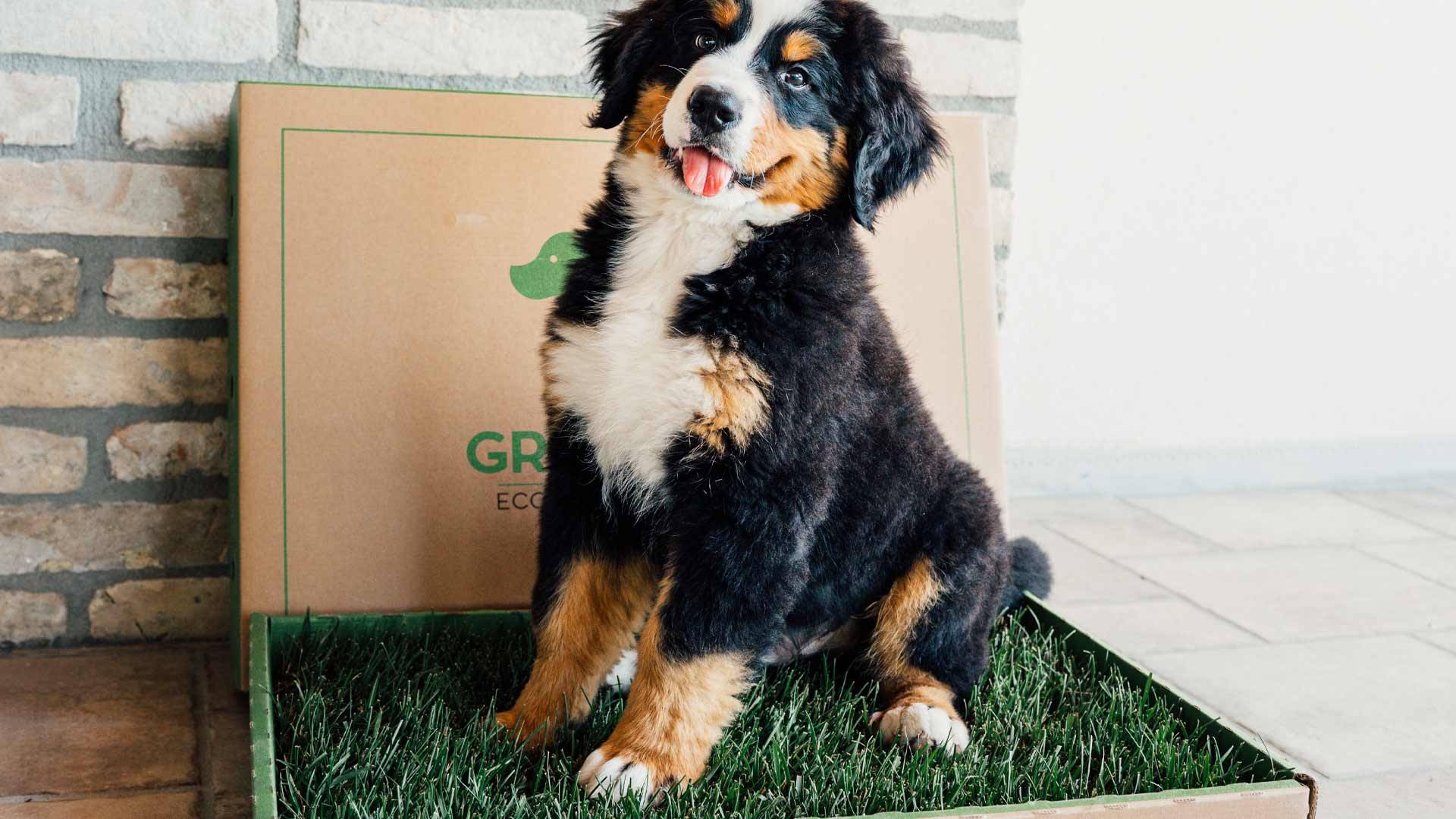 Pet-Friendly & GreeninBox